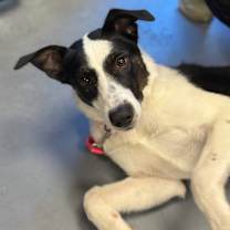 Thumbnail photo of Riley #4