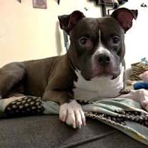 Thumbnail photo of Boomer #1