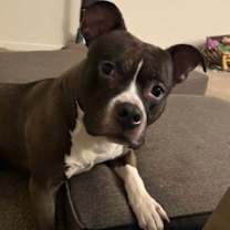 Thumbnail photo of Boomer #2