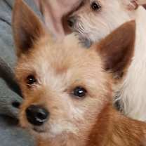 Thumbnail photo of Vinnie #3