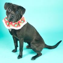 Thumbnail photo of Humphrey #3