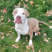 Thumbnail photo of Butler #3