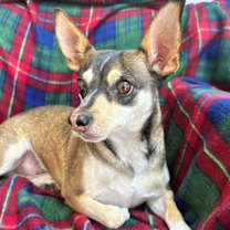 Thumbnail photo of Bandit #2