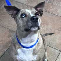 Thumbnail photo of Adoptable! Delilah #2