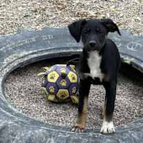 Thumbnail photo of Sweetie #4