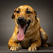 Thumbnail photo of Purdue #3