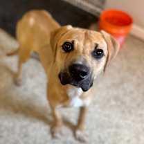 Thumbnail photo of Huxley  #2