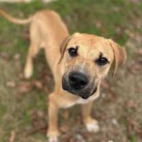 Thumbnail photo of Huxley  #3