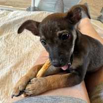 Thumbnail photo of Faye B1115 #4