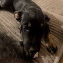 Thumbnail photo of Quinn #4