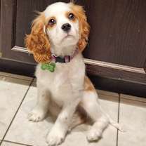 Thumbnail photo of Siren #3