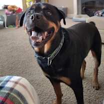 Thumbnail photo of Goliath #1