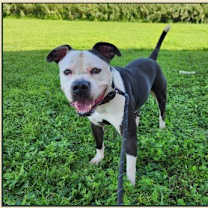 Thumbnail photo of Teddy #1