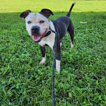 Thumbnail photo of Teddy #2