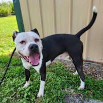 Thumbnail photo of Teddy #3