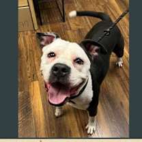 Thumbnail photo of Teddy #4