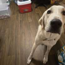 Thumbnail photo of Kilo #2