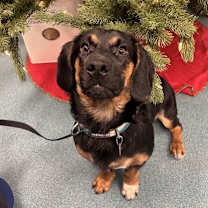 Thumbnail photo of Jinu Saja - Kitchener #1