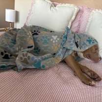 Thumbnail photo of Pinta #3