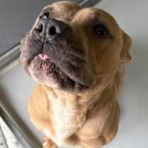 Thumbnail photo of Peppermint Bark 1819-25 #2