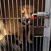 Thumbnail photo of Peppermint Bark 1819-25 #3