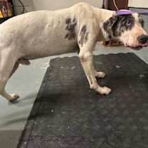 Thumbnail photo of Blitz #2