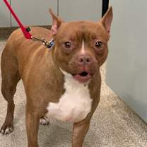 Thumbnail photo of Zenith #3