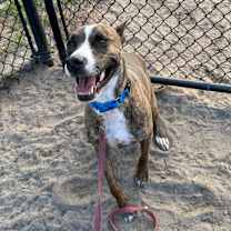 Thumbnail photo of Itachi #2