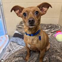 Thumbnail photo of Dobby #1