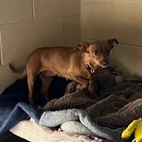 Thumbnail photo of Dobby #2