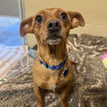 Thumbnail photo of Dobby #3