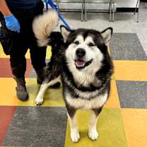 Thumbnail photo of Gretto #1