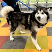 Thumbnail photo of Gretto #2