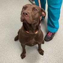 Thumbnail photo of Brûlée #2