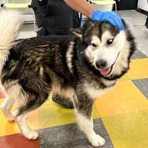 Thumbnail photo of Gretto #3