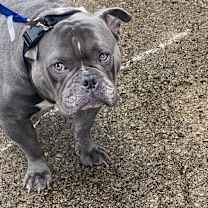 Thumbnail photo of Gutta #1