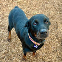 Thumbnail photo of Ceylon #3