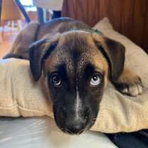 Thumbnail photo of Noelle - Happy Holidays Litter #1