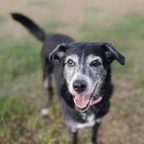 Thumbnail photo of Lucy #2