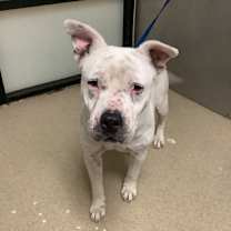 Thumbnail photo of Blanche #2