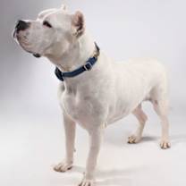 Thumbnail photo of Chilo #1