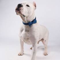 Thumbnail photo of Chilo #2