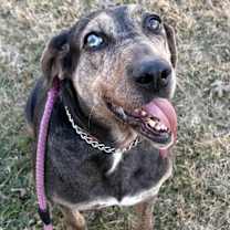 Thumbnail photo of Star KA #1