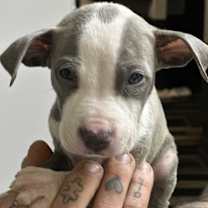 Thumbnail photo of Dulley #2