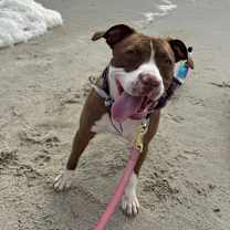 Thumbnail photo of Crispi  #3