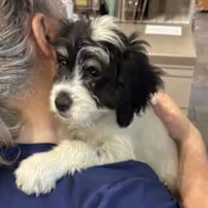 Thumbnail photo of Candy Cane #4