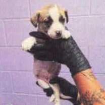 Thumbnail photo of Gecko #2