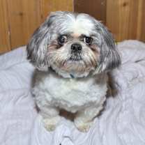 Thumbnail photo of TinyTim *Bonded with Waffle* #3