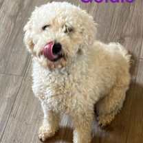 Thumbnail photo of Goldie #2