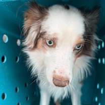 Thumbnail photo of Kringle #2